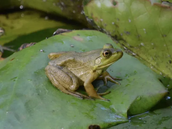 Large American bullfrog sitting on a lily pad