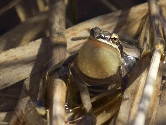 Western chorus frog calling with its throat sac inflated among dead marsh grass