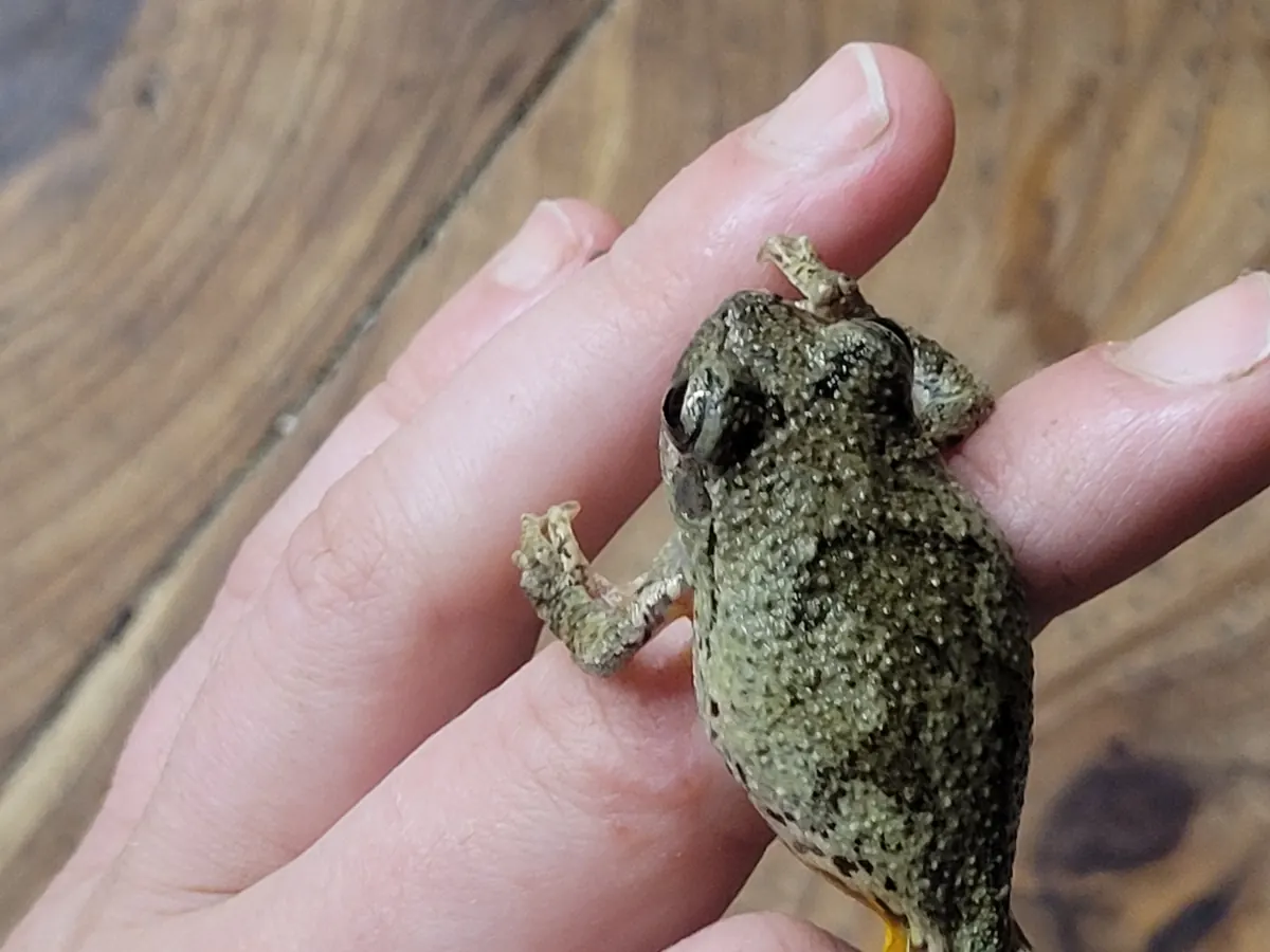 Cope's gray treefrog held in a hand, showing its gray warty skin and yellow thigh