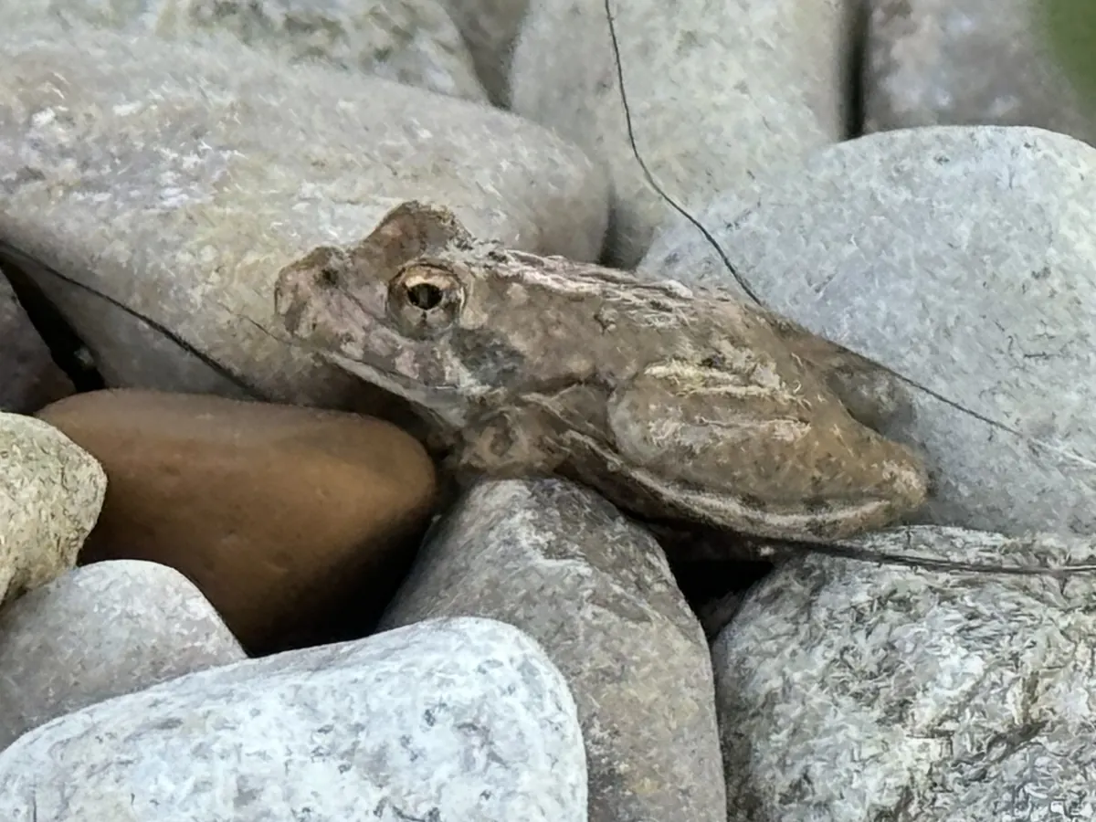Small brown Blanchard's cricket frog among smooth gray stones