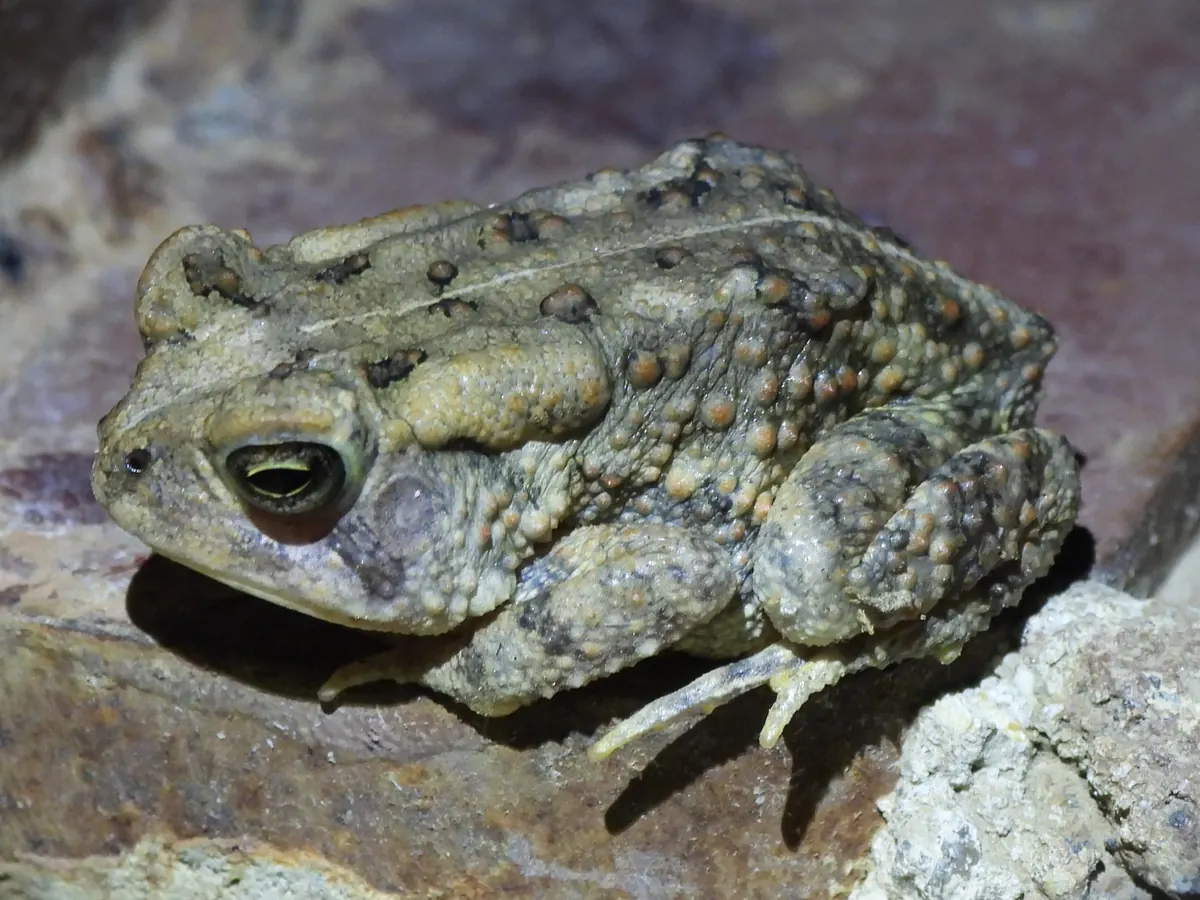 Fowler's toad with dark-spotted warty skin on a stone