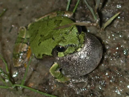 Eastern gray treefrog calling at night with its throat inflated