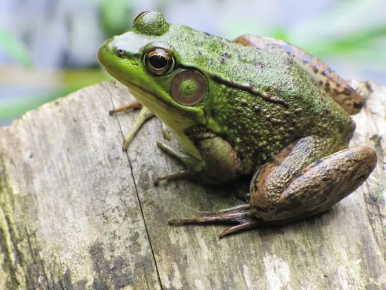 Green frog with a bright green face and large eardrum on a weathered log