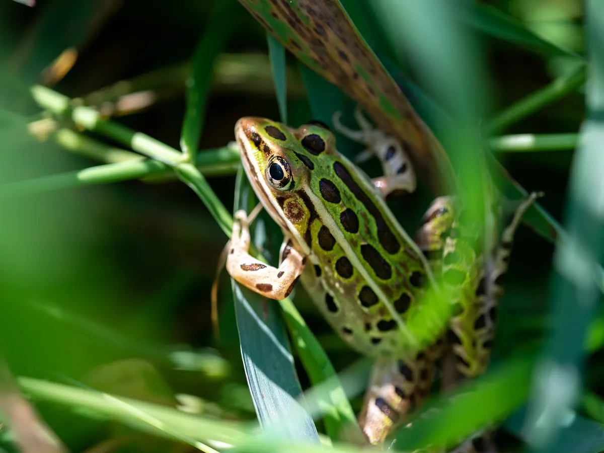 Green northern leopard frog with rounded dark spots climbing grass stems
