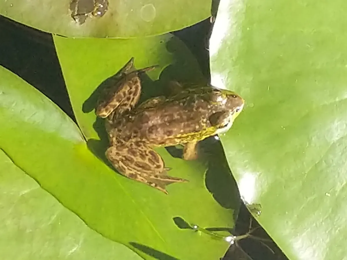 Mottled brown-green mink frog on a lily pad