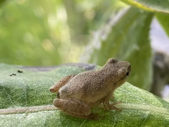 Tan northern spring peeper perched on a broad green leaf
