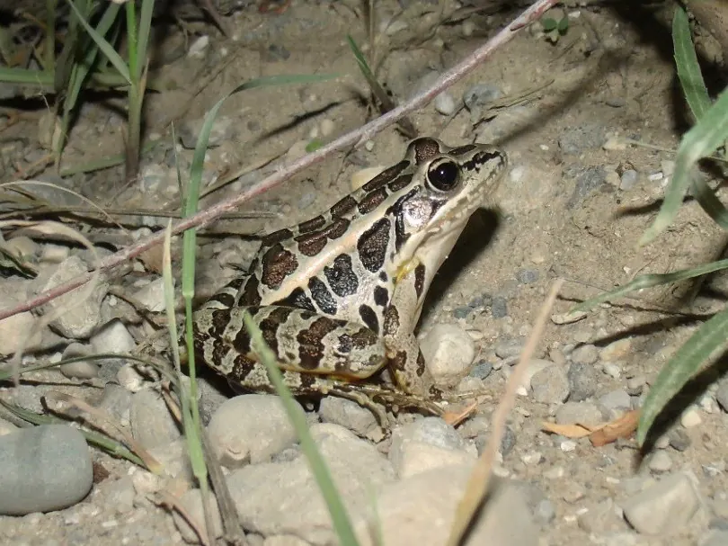 Pickerel frog with squarish dark spots in two rows on sandy gravel