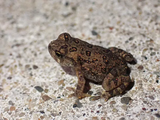 Brown eastern American toad with dark warty spots on pale concrete