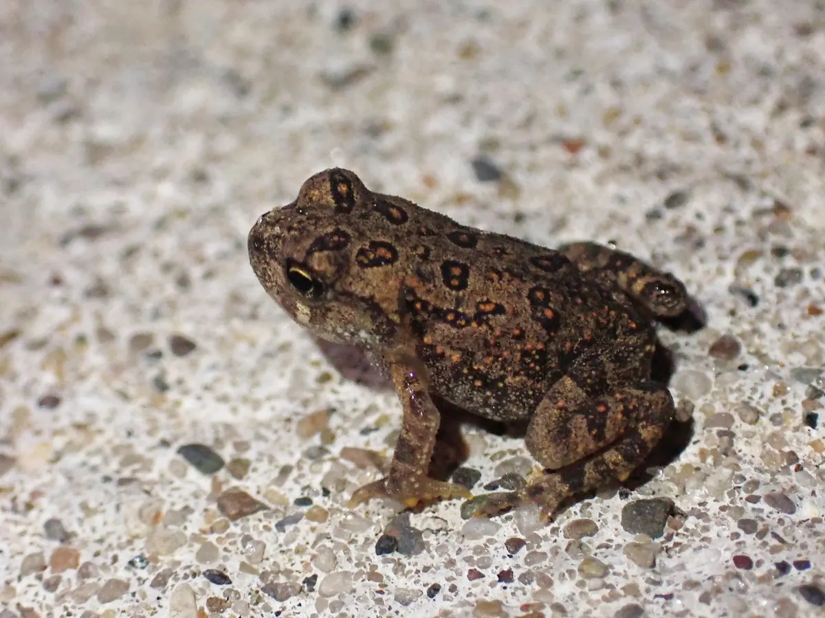 Brown eastern American toad with dark warty spots on pale concrete