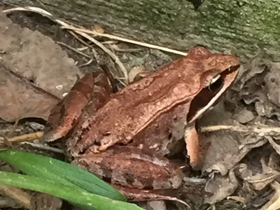 Reddish-brown wood frog with a dark mask through the eye, resting on dead leaves