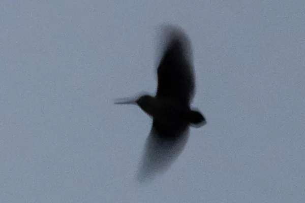Dark silhouette of an American woodcock flying against a dusky gray sky, long bill pointing forward and rounded wings blurred by motion
