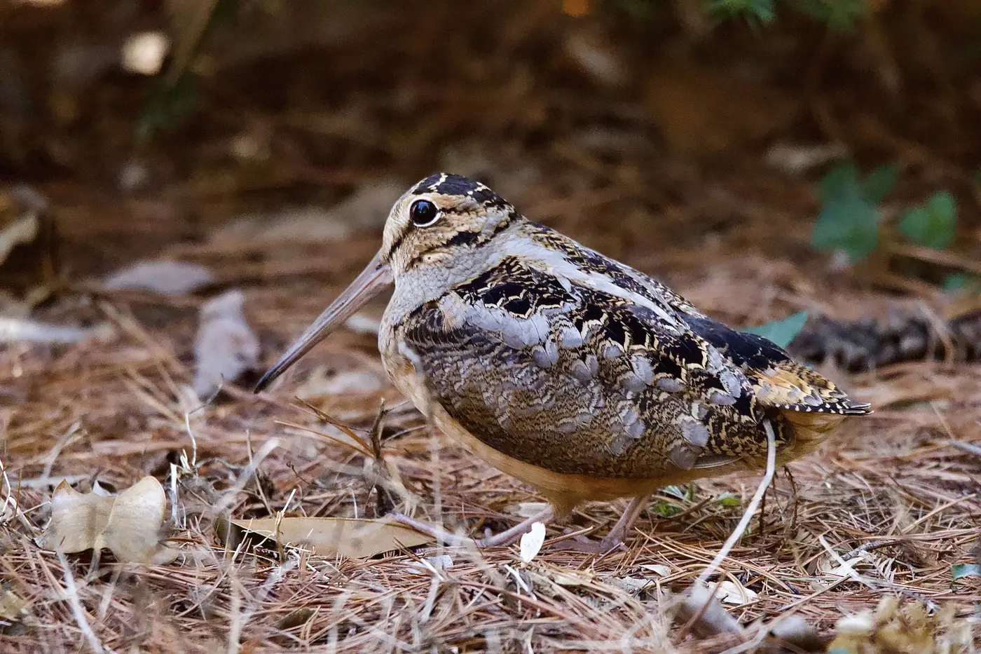 American woodcock standing in pine-needle litter: a plump, short-legged bird with a very long straight bill, large dark eye set high and far back on the head, and mottled brown, gray and black plumage that matches the leaves